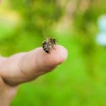 Abeja en el dedo de una persona