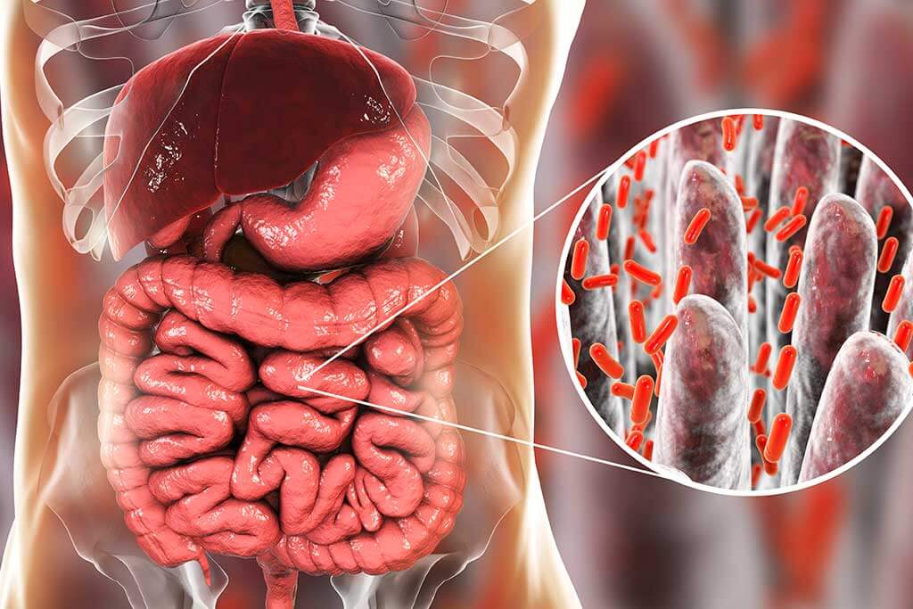 ilustración flora intestinal