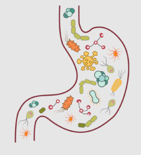 estomago con bacterias